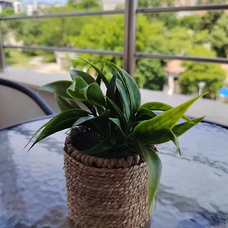 Apartment теди *